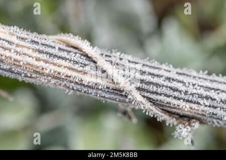 Nahaufnahme eines gefrorenen, frostbedeckten toten Stammes von Hogweed/Heracleum sphondylium, umwickelt von totem Honigsauger/Lonicera periclymenum. Stockfoto