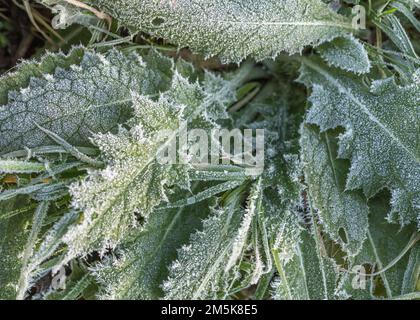Nahaufnahme der Distelblätter, die im Winter 2022 in Großbritannien von Frost/Eiskristallen bedeckt waren. Bei kaltem Wetter in Großbritannien, Pflanzenlebensdauer im Winter, hartem Frost. Stockfoto
