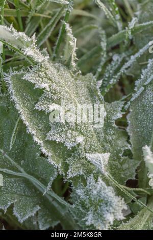 Nahaufnahme des Distelblattes mit Frost-/Eiskristallen im Winter 2022 in Großbritannien. Bei kaltem Wetter in Großbritannien, Pflanzenlebensdauer im Winter, hartem Frost. Stockfoto