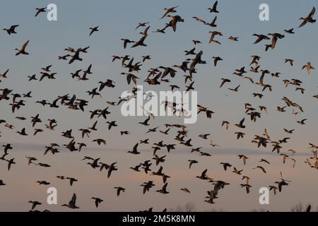 Eine Herde von Stockenten und Nordpintail-Enten, die an einem kalten Wintermorgen fliegen. Stockfoto