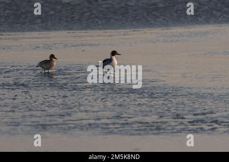 Ein Paar nördliche Pintail-Enten, die an einem kalten Wintermorgen auf dem Eis spazieren und die Oberfläche eines gefrorenen Sees bedecken. Stockfoto