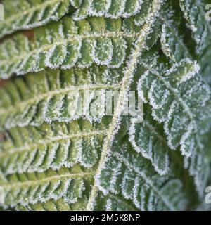 Nahaufnahme eines Farnfronts mit Frost-/Eiskristallen im Winter 2022 in Großbritannien. Bei kaltem Wetter in Großbritannien, Pflanzenlebensdauer im Winter, hartem Frost. Stockfoto