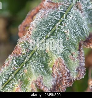 Nahaufnahme eines Farnfronts mit Frost-/Eiskristallen im Winter 2022 in Großbritannien. Bei kaltem Wetter in Großbritannien, Pflanzenlebensdauer im Winter, hartem Frost. Stockfoto