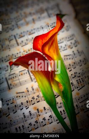 Calla Lilien und Sheet Music Still Life Stockfoto