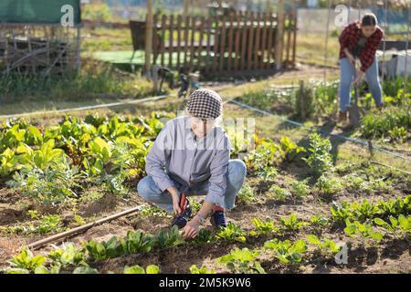 Positive alte Frau in Hemden und Jeans, die Gemüsebeete mit Häcksler jätet, während sie tagsüber im Frühling im Garten arbeitet Stockfoto