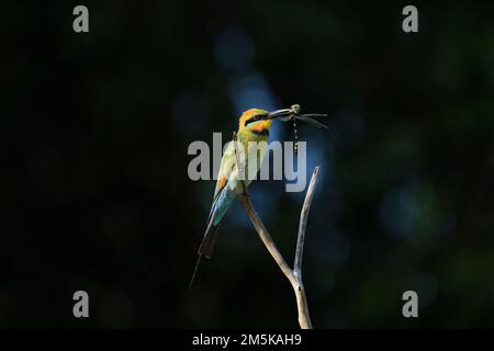 Ein ausgewachsener australischer männlicher Rainbow Bee-Eater - Merops ornatus - Vogel hoch oben auf einem Ast mit einem frisch gefangenen Dragonfly in dramatischem Morgenlicht Stockfoto