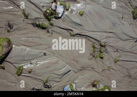 Ein Blick auf das Leben in Neuseeland. Sehenswürdigkeiten am Strand in einer abgeschiedenen Bucht, South Island, Neuseeland. Muster im Sand. Stockfoto