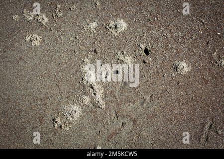 Ein Blick auf das Leben in Neuseeland. Sehenswürdigkeiten am Strand in einer abgeschiedenen Bucht, South Island, Neuseeland. Sandflöcher. Stockfoto