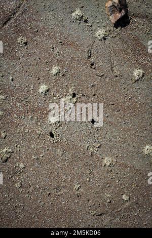 Ein Blick auf das Leben in Neuseeland. Sehenswürdigkeiten am Strand in einer abgeschiedenen Bucht, South Island, Neuseeland. Sandflöcher. Stockfoto