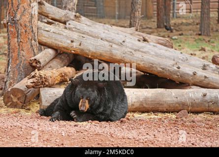 Black Bear ruht sich aus Stockfoto