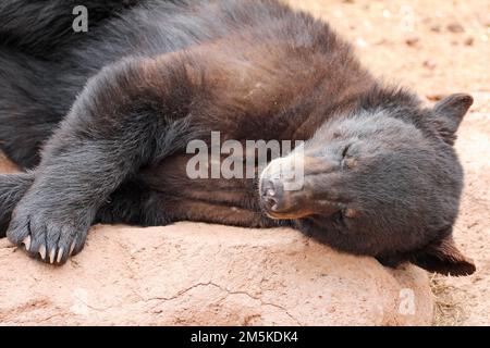 Der Schwarze Bär schläft Stockfoto