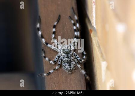 Foto einer großen Huntsman Spider, die auf einer hölzernen Treppe in der Sonne ruht und zu einer Freizeitsplattform im Freien führt Stockfoto