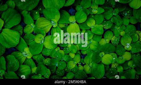 Pistia Stratiotes, die auf dem Wasser schwimmen Stockfoto
