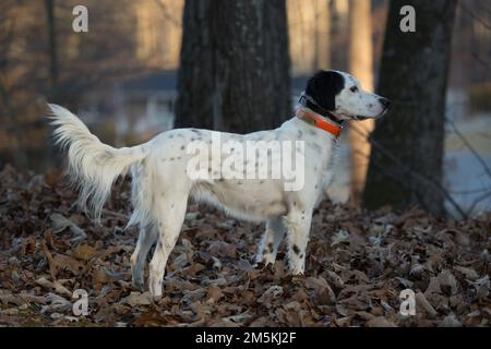 Großer weißer Jäger Stockfoto