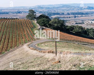 Herbstlandschaft im Napa Valley, Weinreben im frühen Dezember, Kalifornien Stockfoto