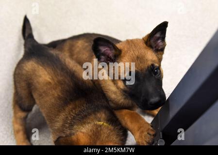 Welpen aus dem militärisch arbeitenden Hundezuchtprogramm der 341-Trainingsschwadron spielen am National Welppy Day, 23. März 2022. Der 341 TRS, Teil des 37. Training Wing auf der Joint Base San Antonio-Lackland, trainiert alle militärischen Arbeitshunde für das gesamte Verteidigungsministerium. Das Unterstützungsprogramm ermöglicht es Mitgliedern der Gemeinde, Welpen zu unterhalten, bevor sie mit dem Training beginnen können. Stockfoto