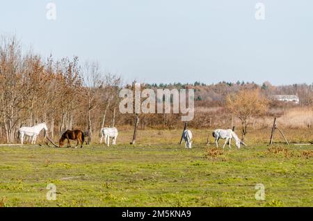 Ein malerischer Blick auf zwei Pferde in einem eingezäunten Bereich, die im Herbst weiden Stockfoto