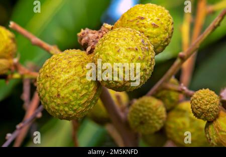 Nahaufnahme der Longan Dimocarpus longan-Frucht auf dem Baum. Stockfoto