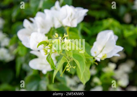 Blühende weiße Bougainvillea-Blumen im Garten. Stockfoto