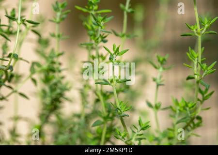 Thymian (Thymus vulgaris) ist ein Kraut mit ausgeprägtem Geruch. Die Blumen, Blätter und Öl werden häufig zur Aromatisierung von Lebensmitteln verwendet und auch als Medizin verwendet Stockfoto