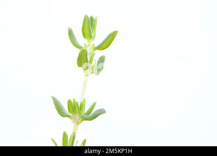 Thymian (Thymus vulgaris) ist ein Kraut mit ausgeprägtem Geruch. Die Blumen, Blätter und Öl werden häufig zur Aromatisierung von Lebensmitteln verwendet und auch als Medizin verwendet Stockfoto