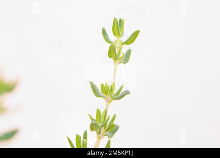 Thymian (Thymus vulgaris) ist ein Kraut mit ausgeprägtem Geruch. Die Blumen, Blätter und Öl werden häufig zur Aromatisierung von Lebensmitteln verwendet und auch als Medizin verwendet Stockfoto