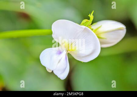 Blühende Langbohnenpflanze, auch bekannt als Langbohne, Spargelbohne, Schlangenbohne oder chinesische Langbohne. Stockfoto