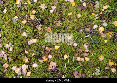Textur von Moos und gefallenen Blättern. Hintergrund Herbst Stockfoto