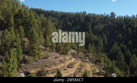 Ein Luftbild eines Kanarischen Pinienwaldes auf Berghang, Teneriffa, Kanarische Inseln Stockfoto