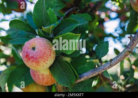 Leckere Bio-Äpfel auf dem Baum aus nächster Nähe, Herbsternte Stockfoto