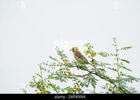 Baya Weaver sitzt auf einem zweigblauen Himmelshintergrund - der Baya Weaver (Ploceus philippinus) ist ein Weber, der auf dem indischen Subkontinent und der Südküste zu finden ist Stockfoto