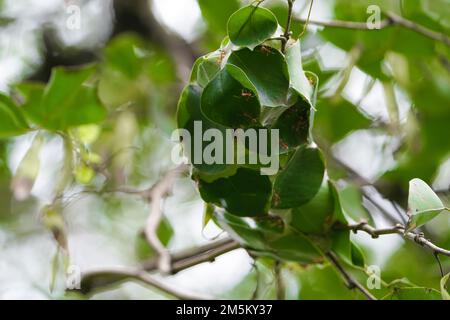 Nahaufnahme Big Red Amts Building Nest oder ein Haus auf einem Baum mit Blättern, Rote Ameisen bauen ein Zuhause in Teamwork Power Konzept, Nahaufnahme Blatt umhüllt als Nest von r Stockfoto