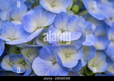 Hortensien, sehr schöne und lebendige Blumen Stockfoto