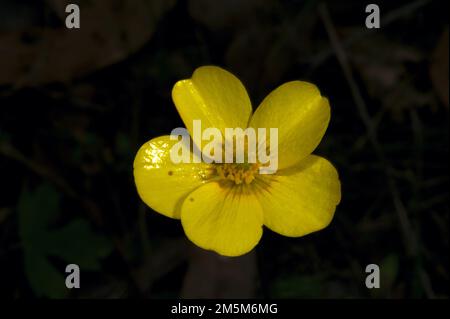 Butterblumen findet man in der Regel in Bächen und Teichen - diese australischen Butterblumen (Ranunculus Lappaceus) wurden auf einem Hügel im Wald gefunden. Stockfoto