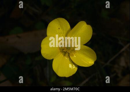 Butterblumen findet man in der Regel in Bächen und Teichen - diese australischen Butterblumen (Ranunculus Lappaceus) wurden auf einem Hügel im Wald gefunden. Stockfoto
