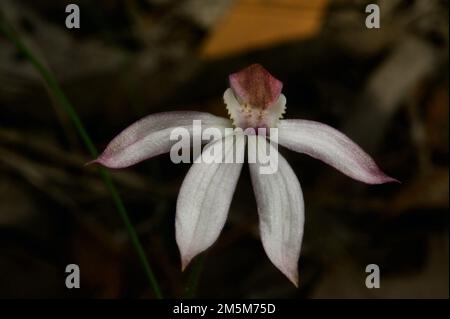 Zuerst dachte ich, das wären Weißfinger-Orchideen (Caladenia Alba) - dann fand ich einen Eintrag für Dusky Finger Orchids (Caladenia fuscata). Verwirrend! Stockfoto