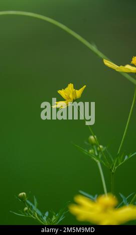 Nahaufnahme der wunderschönen gelben Blume Cosmos sulfurus mit unscharfem Hintergrund, gelbe Cosmos Blumen auf natürlichem Hintergrund, gelbe Cosmos Blume Stockfoto