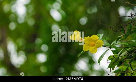 Cascabela-Arten, Lucky Nuss, Milchbaum oder Gelber Oleander, blühender Gelber Oleander Cascabela thevetia, immergrüner tropischer Strauß oder kleiner Baum, k Stockfoto