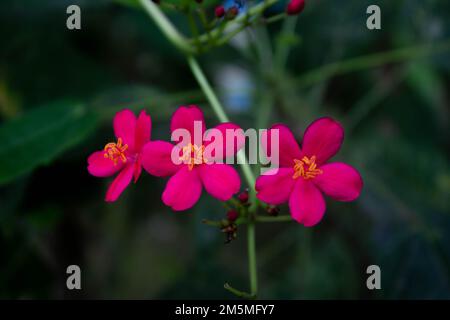 Rote Peregrina-Blüten, auch bekannt als würzige Jatropha, blühen perfekt mit verschwommenem Hintergrund Stockfoto