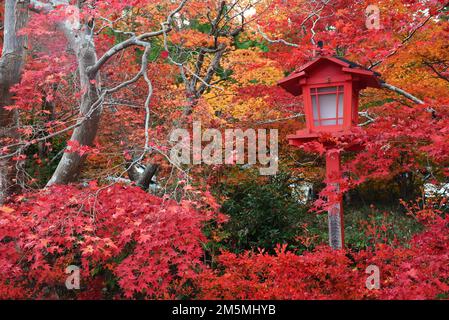 Herbstlaub in Japan: Farbenfrohe japanische Ahornblätter während der Momiji-Saison rund um den Kuwayama-Schrein in Kyoto, rote Holzlaterne Stockfoto