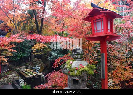 Herbstlaub in Japan: Farbenfrohe japanische Ahornblätter während der Momiji-Saison rund um den Kuwayama-Schrein in Kyoto, rote Holzlaterne Stockfoto