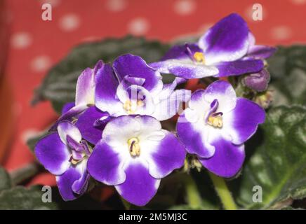 Purple African Violet in Nahaufnahme: Eine Studie zu Schönheit und Detail Stockfoto