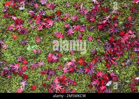 Herbstlaub in Japan: Farbenfrohe japanische Ahornbäume während der Momiji-Saison Stockfoto