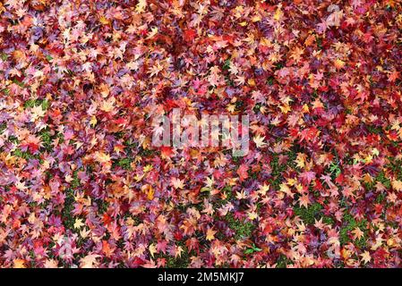Herbstlaub in Japan: Farbenfrohe japanische Ahornbäume während der Momiji-Saison Stockfoto