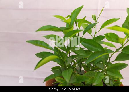 Eine Gruppe von Orangenbaum-Samen, die zusammen in einer Topfnaht gedeihen Stockfoto