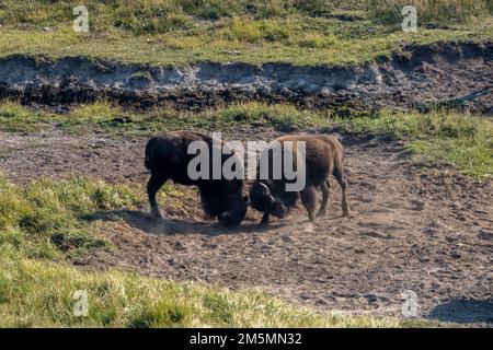 Zwei Erwachsene amerikanische Bisons, die an einem sonnigen Tag um die Dominanz auf einem Feld kämpfen Stockfoto