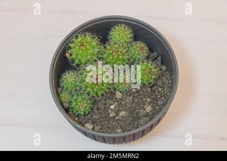 Mammillaria Backebergiana Cactus Seedlings: Eine Studie zu Wachstum und Schönheit Stockfoto