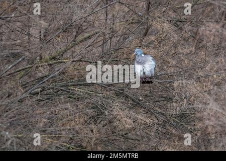 Waldtaube, Columba palumbus, umgeben von Ästen, Ivars d'Urgell, Katalonien, Spanien Stockfoto