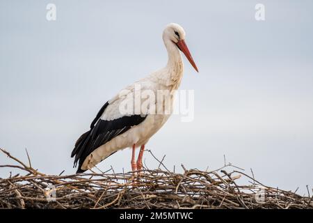 Weißstorch, Ciconia ciconia, on the Nest, Ivars d'Urgell, Katalonien, Spanien Stockfoto