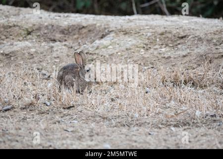 Europäisches Kaninchen, Oryctolagus cuniculus, am Boden, Ivars d'Urgell, Katalonien, Spanien Stockfoto